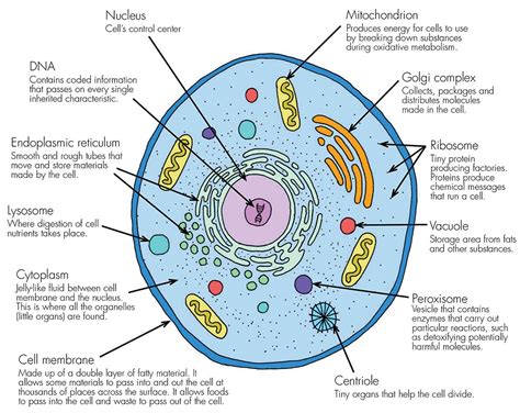 What Are The Functions Of The Major Cell Structures Printable