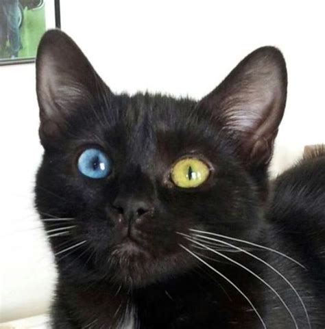 There are also colors that are variations of the traditional pointed color pattern, resulting in several siamese types. 660 best ...a little something 'different'... images on ...