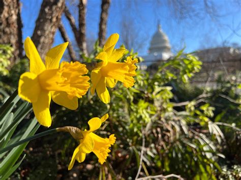 Dc Area Forecast New Warming Trend Begins Today Highs Could Hit The