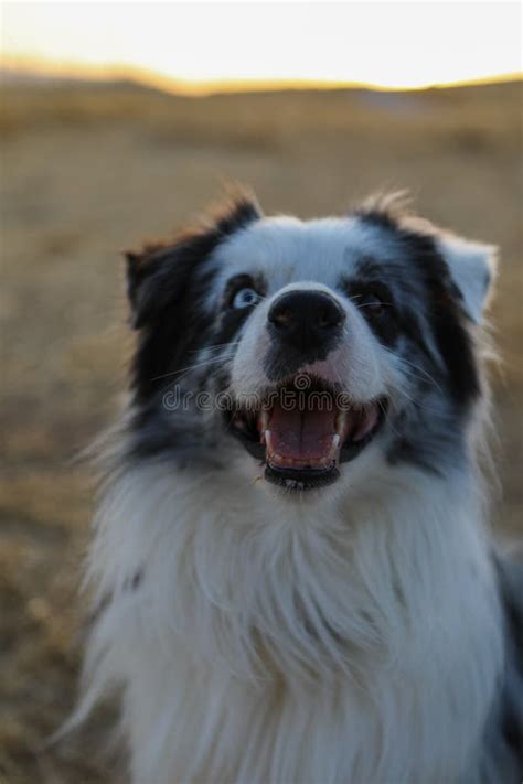 Sad Look From A Border Collie Taken In Autumn Stock Image Image Of
