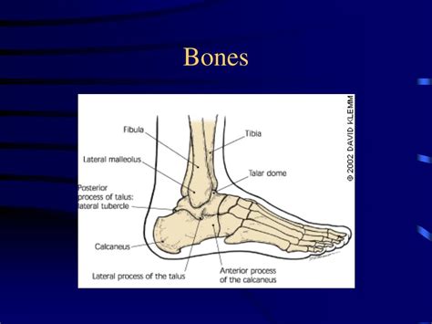 Ppt Radiology Of The Foot Powerpoint Presentation Free
