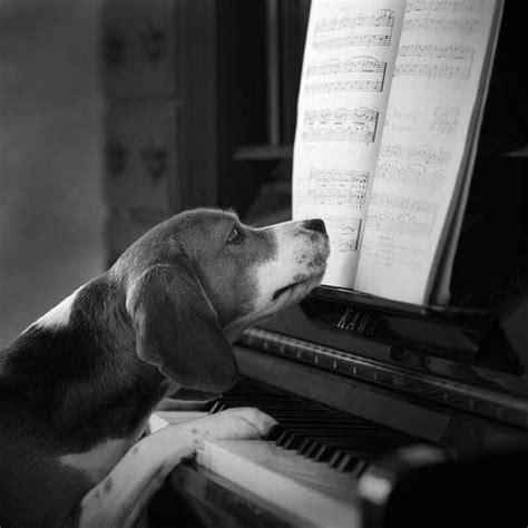 Search, discover and share your favorite dog plays some piano on his dog bed gifs. Piano Dog 2 - 1Funny.com