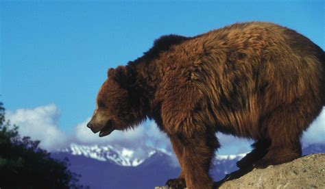 Wyoming To Petition For Delisting Of Grizzly Bears Gallo Scrive