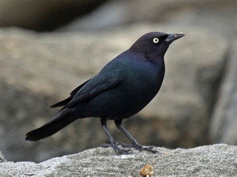 Birds are any of the species of vertebrates that belong to the taxonomic class aves. Brewer's Blackbird "Euphagus cyanocephalus" | Boreal ...