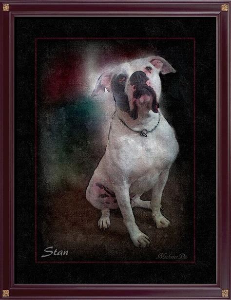 Is the american bulldog the right dog breed for you? Stan the American Bulldog (Scotts type) for WendyW ...