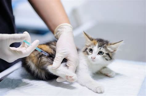 How Often Do Cats Need Injections Uk Cat Meme Stock Pictures And Photos