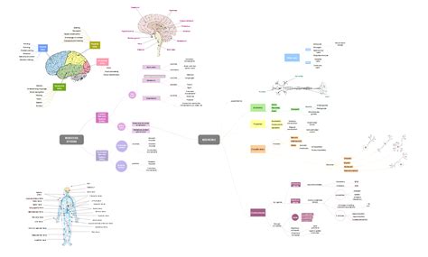 Nervous System Mind Map Mind Map Mind Map Template Nervous System