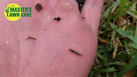 How To Identify Sod Webworms And How To Control Them Youtube