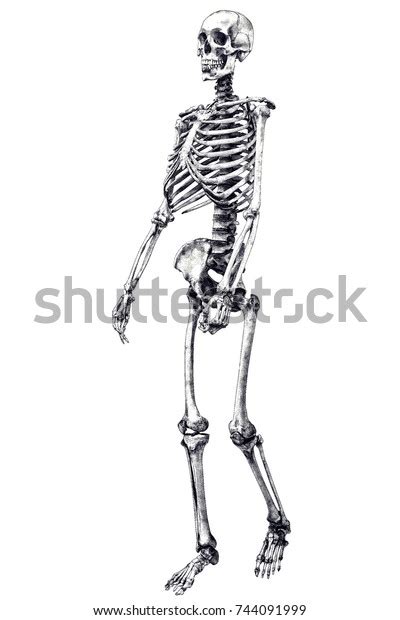 Stylized Human Skeleton Isolated On White Stock Illustration 744091999