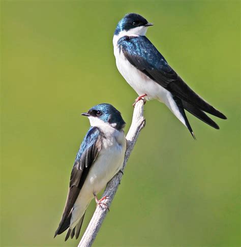 Stokes Birding Blog Tree Swallows Are Back
