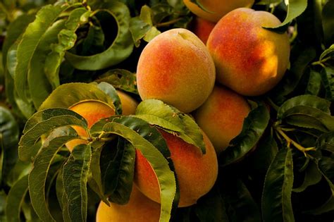 5 Facts About Peaches Things You Didnt Know About Peaches Choc Affair