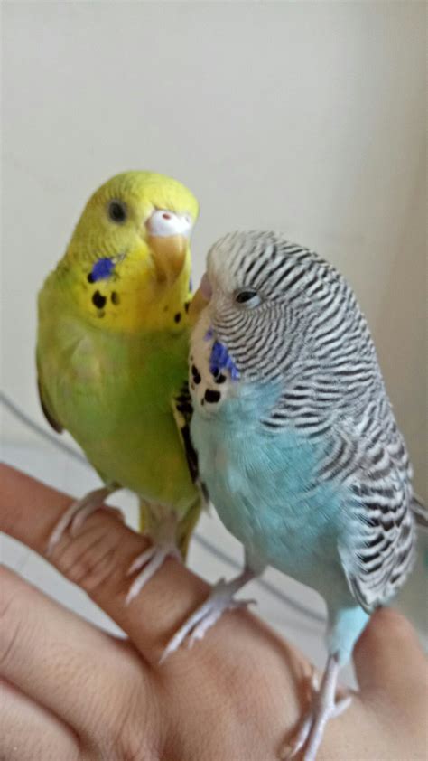 Budgie Siblings Kissing Budgies Animals Bird