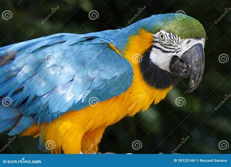 A Portrait Of A Beautiful Parrot Stock Photo Image Of Saturated