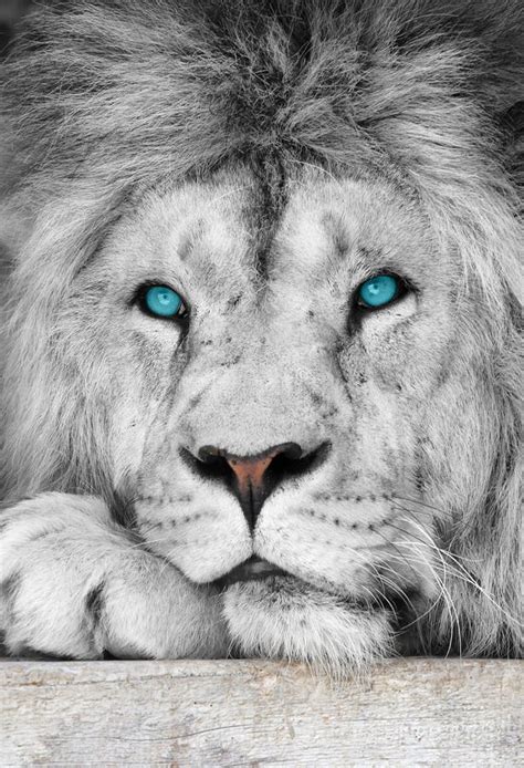 Lion Albino With Blue Eyes Close Up Stock Photo Image Of Creature