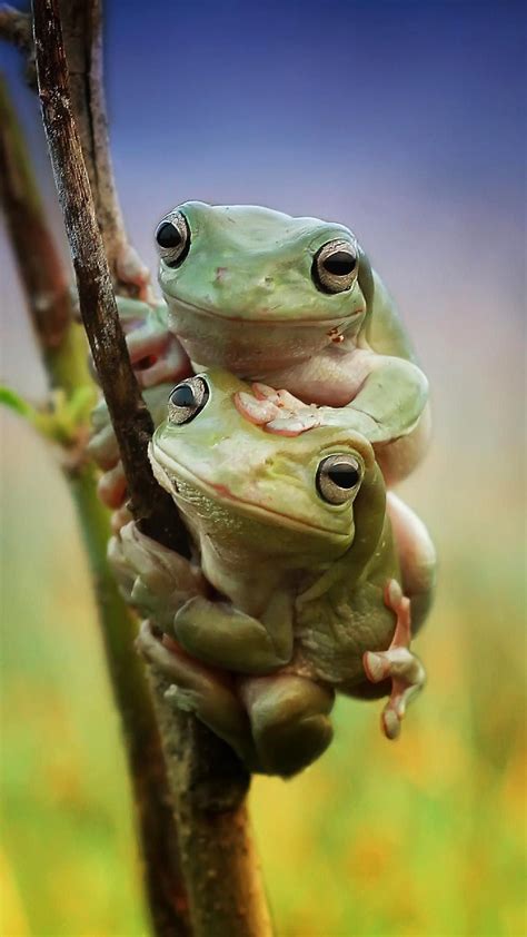 Pin By Alyasa On Animal And Birds Cute Frogs Pet Frogs Funny Frogs