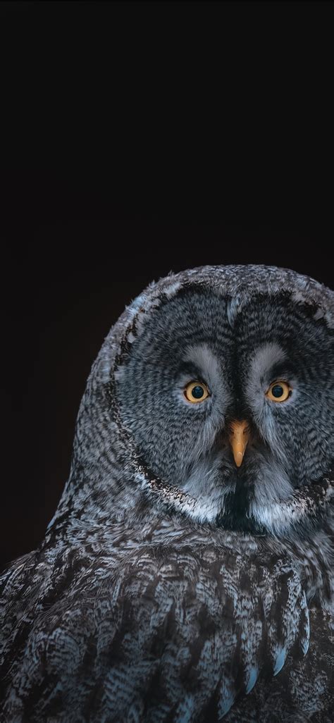 gray owl on black background iPhone 11 Wallpapers Free ...