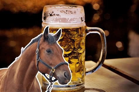 Can Horses Drink Beer Horse Answer