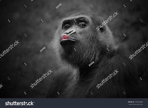 47 Gorilla Kissing Images Stock Photos And Vectors Shutterstock
