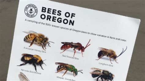 Project Aims To Help Ailing Bumble Bee Species In Oregon Kmtr