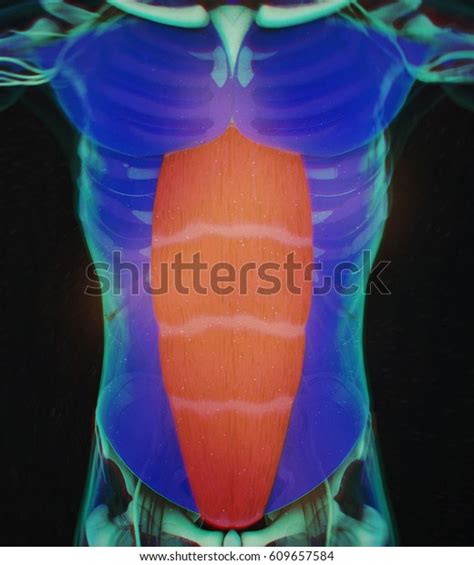 Rectus Abdominus Stomach Muscles Human Anatomy Stock Illustration