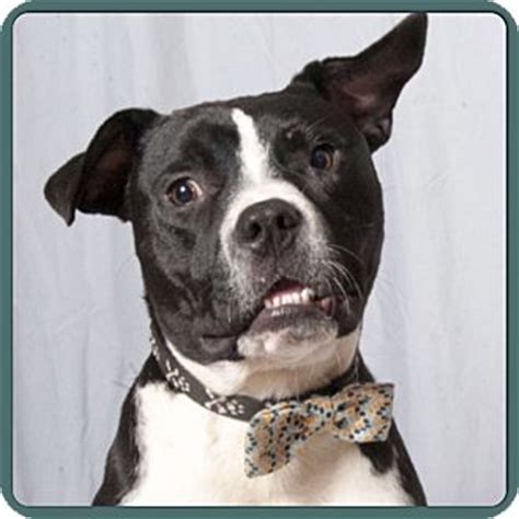 Find great deals on ebay for boxer puppies for sale. Eden Prairie, MN - Boxer/Boston Terrier Mix. Meet JACKSON ...