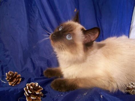 Fynly A Long Haired Siamese Seal Point Kitten Siamese Cats Seal