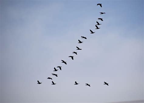 Why Do Geese Fly In A V Formation When Migrating Bird Buddy Blog