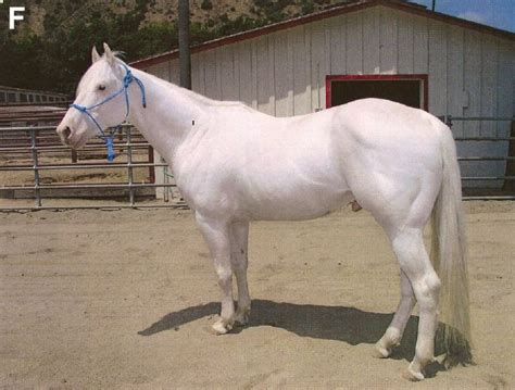 Camarillo White Horse Weiße Pferde Pferderassen Pferde Rassen