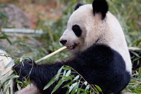Giant Panda Conservation Zoo Atlanta Over 16 Million Invested