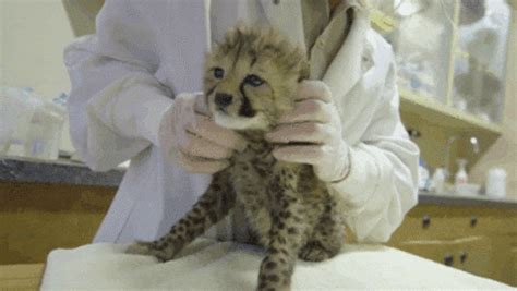 2 Baby Cheetahs Were Recently Born At The San Diego Zoo And Theyre So