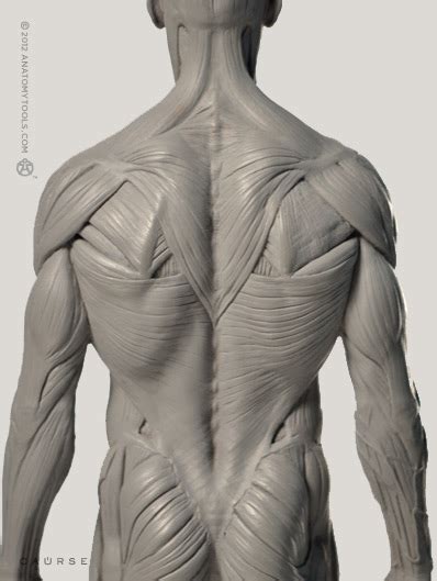 Torso Anatomy For Sculptors Anatomy For Sculptors Proportion