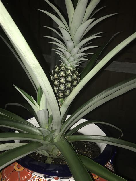 Can I Separate This New Growth From My Pineapple Plant To Make It A New