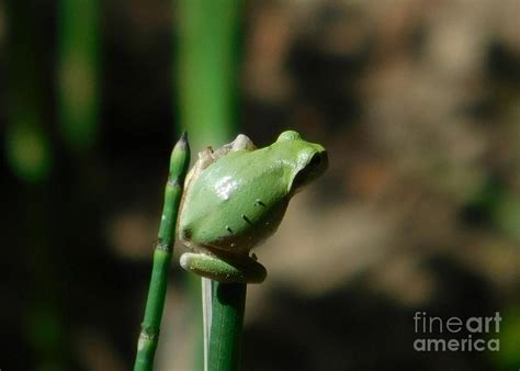 Creation By God Frog 1 Photograph By Karin Gandee Fine Art America