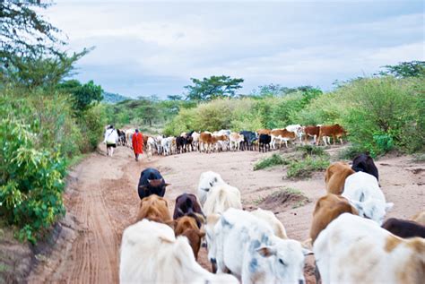 Roaming Cattle Herd On Walkway In Nairobi Kenya Stock Photo Download