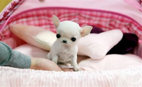 Chihuahua Tiny Newborn Puppies Pets Lovers
