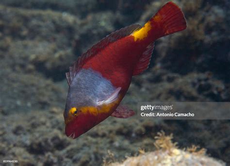 Parrotfish High Res Stock Photo Getty Images