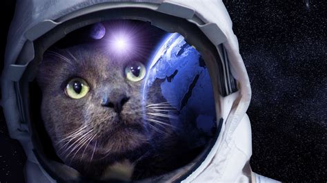 Cat Astronaut