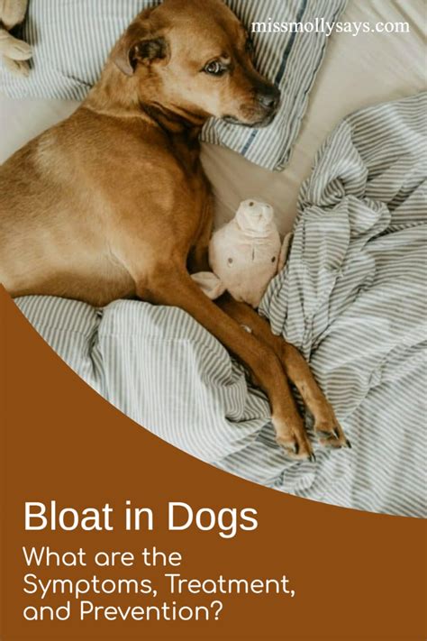 Bloat In Dogs What Are The Symptoms Treatment And Prevention