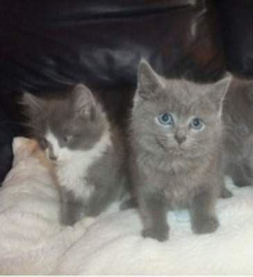 Use the search tool below and browse adoptable maine coons! Stunning russian blue x maine coon kittens
