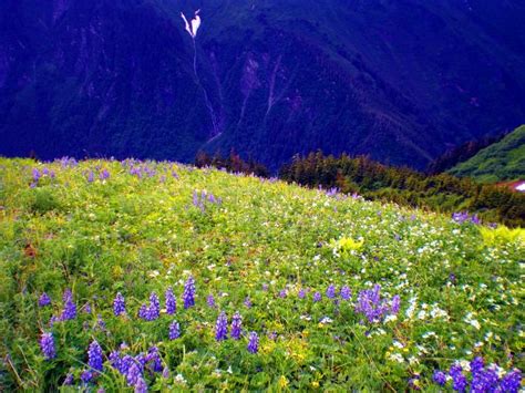 37 Mountain Wildflowers Wallpaper On Wallpapersafari