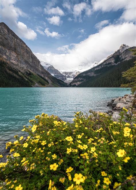 Rocky Mountains With Yellow Flower In Lake Louise At Banff National