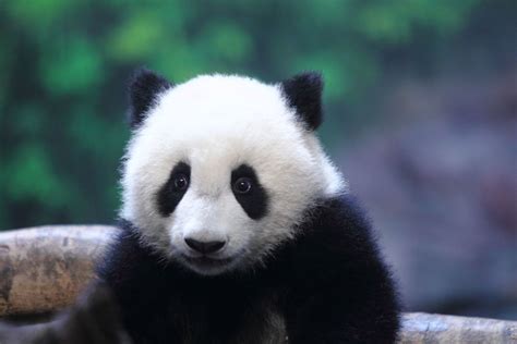 33 Funny Baby Panda Images