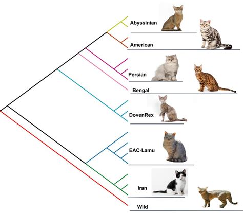 Maximum Likelihood Phylogenetic Tree Constructed Using Whole Genome