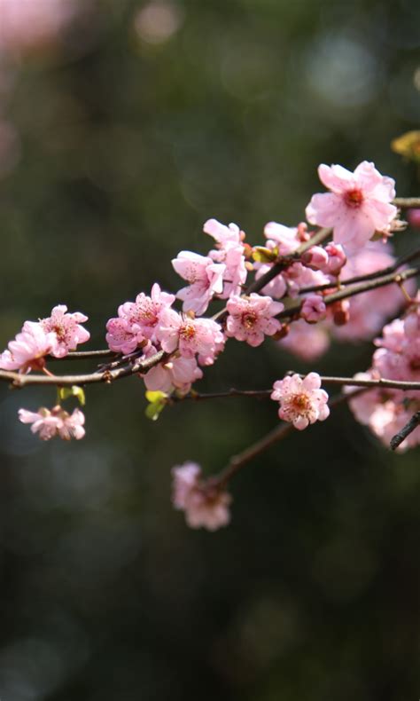 Download Wallpaper 480x800 Blur Bokeh Cherry Blossom Spring Flowers