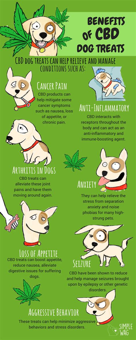 Cbd works wonders for cats! Benefits of CBD Dog Treats | Daily Infographic