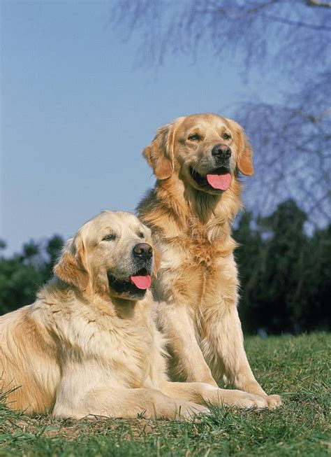 Golden Retriever Dog Mother With Pup Laying On Grass Stock Photo