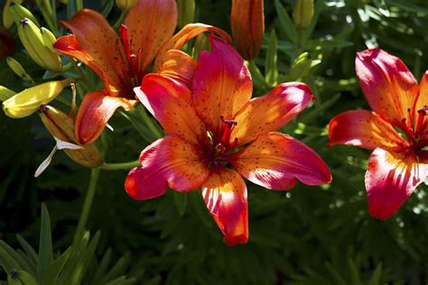 Perennial flowers safe for dogs. 10 Best Dog-Safe Perennials - Garden Lovers Club