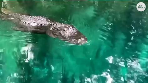Viral Video Shows Huge Alligator Eating A Smaller Alligator Its A