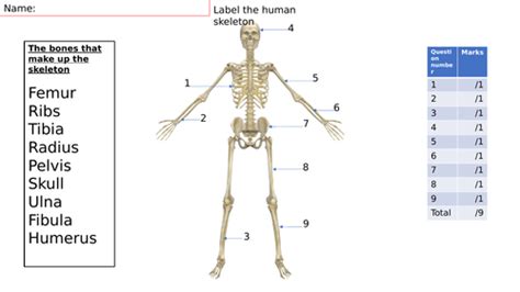Label The Major Bones Of The Skeleton Teaching Resources