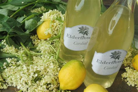 What Is Elderflower Its Benefits And Uses In Food And Medicine